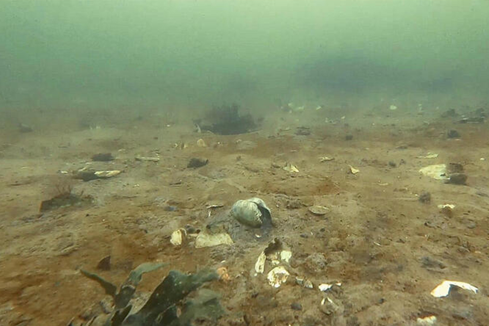 Greenpeace documents dead seabed in Vejle Fjord