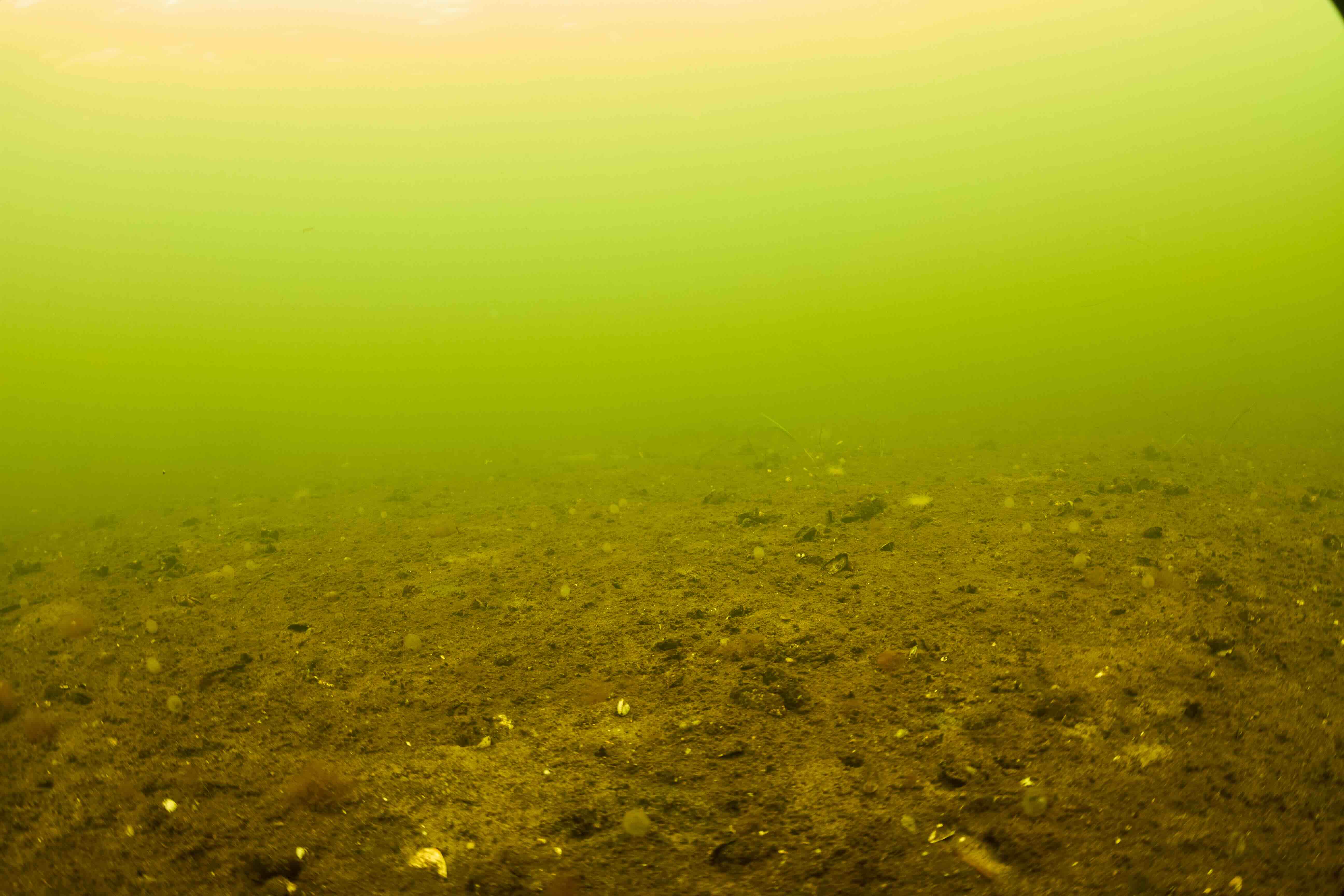 Oxygen depletion in Skive Fjord from Greenpeace documentation