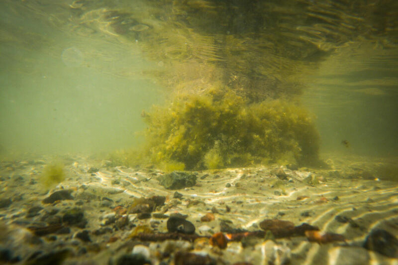 Oxygen depletion and lifeless conditions create an intriguing new environment in Sø Torup Sø