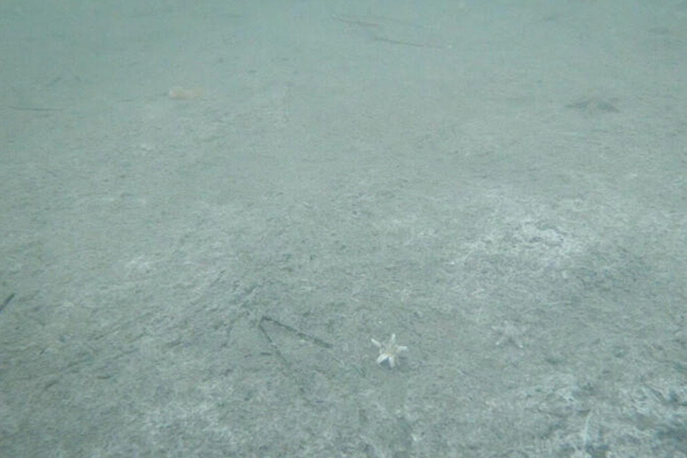 Dead seabed and “winding sheet” after severe oxygen depletion in the South Funen Archipelago