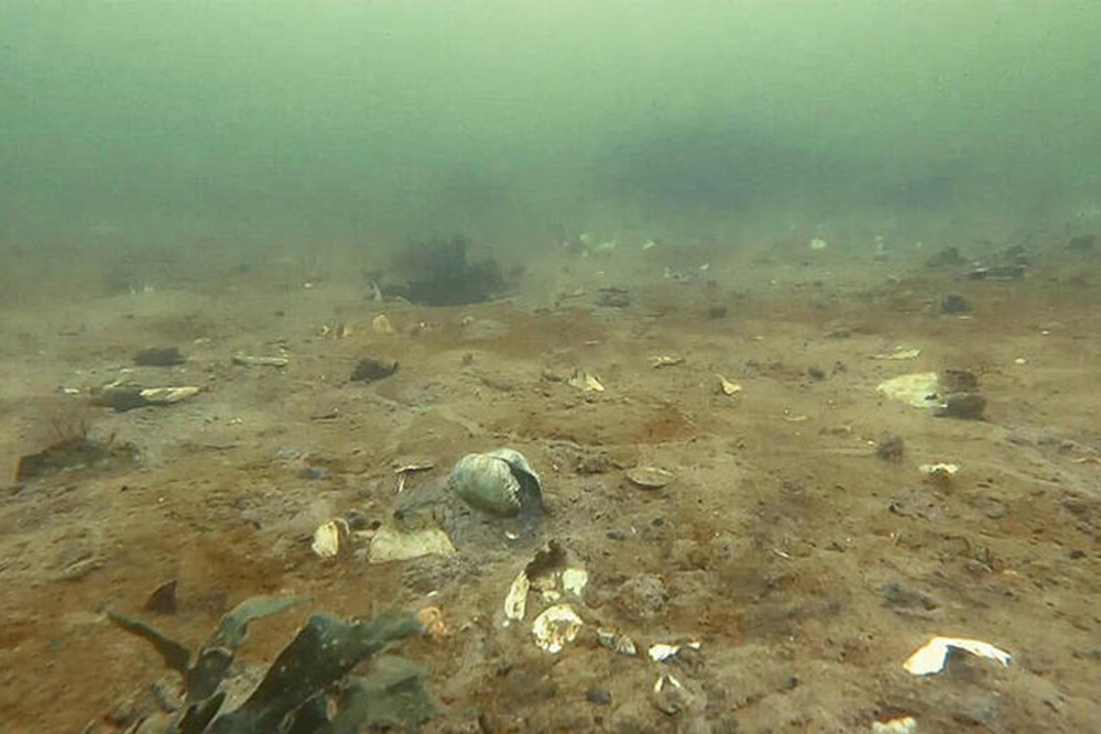 Oxygen depletion and dead seabed in Vejle Fjord