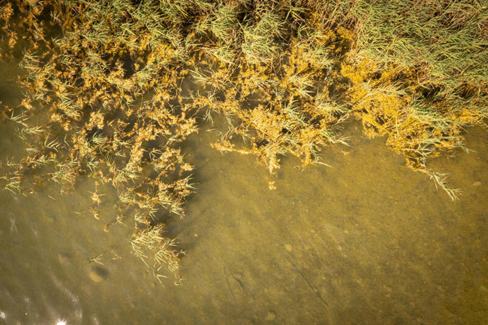 Intense algal growth and emerging oxygen depletion in Sø Torup Sø