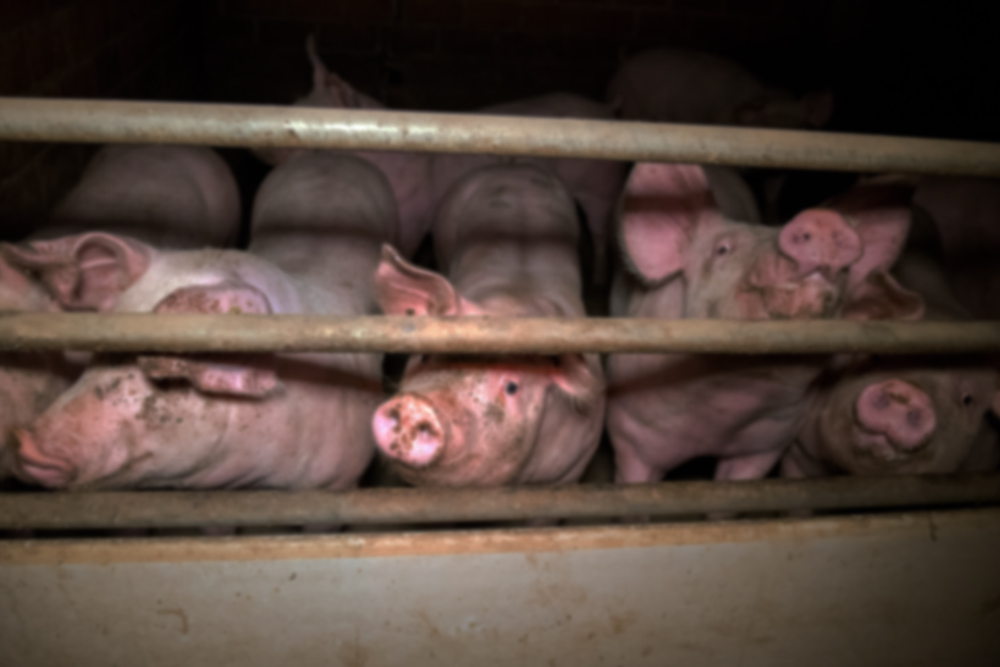 Pigs in stables conventional Danish production